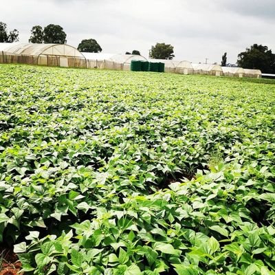 Vhegies pty ltd has been growing and supplying Vegetables for the past 11years