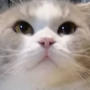 minibossLv99's profile picture. ชาเขียวจะเยียวยาทุกอย่างเอง