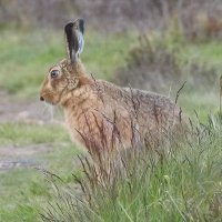 Poaching and Hare Coursing Priority Delivery Group (@poachingpdg) 's Twitter Profile Photo Poaching and Hare Coursing Priority Delivery Group (@poachingpdg) 's Twitter Profile Photo