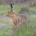 Poaching and Hare Coursing Priority Delivery Group (@poachingpdg) Twitter profile photo Poaching and Hare Coursing Priority Delivery Group (@poachingpdg) Twitter profile photo