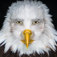 The Patriot(@boy_jdog) 's Twitter Profile Photo