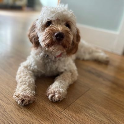 イギリス・ケンブリッジ在住の者です🇬🇧 こちらでの日々の生活や1歳半の愛犬(Cockapoo メス)の事等を呟きたいと思います。無言フォロー失礼します🙏どうぞ宜しくお願いします🙇‍♀️