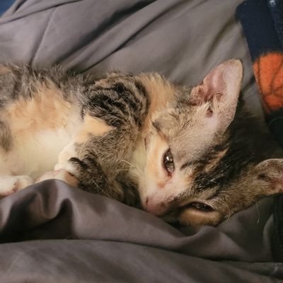 Small time Streamer, Watch Anime,
Trying to get back into FFXIV,
Plays Lots of RPGs, Soulsborne, Pokemon, Yakuza/Like A Dragon