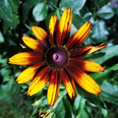 tdjikanovic's profile picture. 