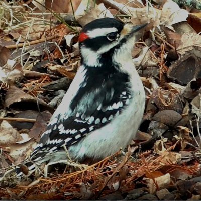 NatureDavidB's profile picture. I love nature in all its forms. This earth continually amazes me with its diversity of life, which as far as we know, exists nowhere else in the universe.