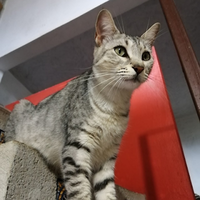 ros_celi's profile picture. Amo a las mascotas