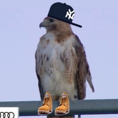 Bronx Hawk