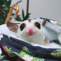 Ren　次は九州爬虫類フェス　5/24.25⭐ (@ren20221025) 's Twitter Profile