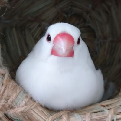 yuu04018's profile picture. 美しい彼が好き/原作・ドラマ・ドラマCD・コミカライズ全て大好きです✨ひらきよ🐥👑りくゆせ🫶/     とっくに大人/無言フォロー・イイね♡失礼します🙇
23.3.5
  利久くんの写真集お渡し会に参加/
 美しさ✨人柄✨全てに心奪われ完全に落ちました💘利久くんが大好きです🍅