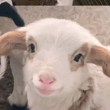 redvelvedxtrabs's profile picture. I'm exhausted!