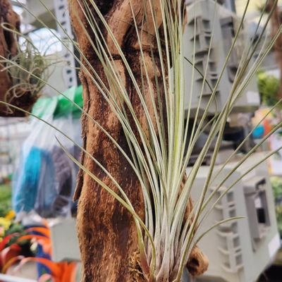 AustinSledge9's profile picture. 25 years old, from FL.  i like cats, i like cars, i like big titties, small tiddies, and have a large collection of cactus 🙃