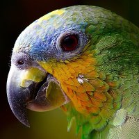 beautiful birds (@birds_very) Twitter profile photo