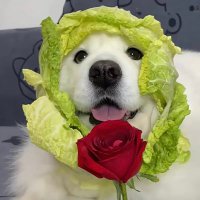 Lin (@linhaohhhaaa) 's Twitter Profile