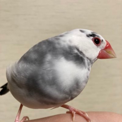 seseragiBuncho_'s profile picture. 文鳥とミドリフグ の飼い主。