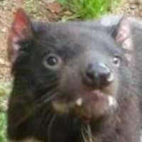 Rebecca (@arbitrarygenius) 's Twitter Profile