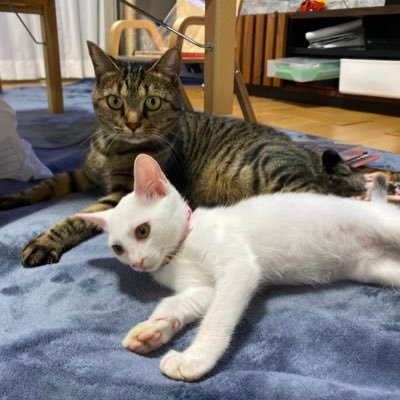 りったんさんのプロフィール画像