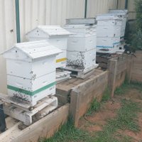 Ghost Creek Honey (@ghostcreekhoney) 's Twitter Profile