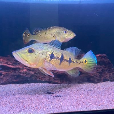 agsstwnnnnn's profile picture. Kabupaten Italy | New Account