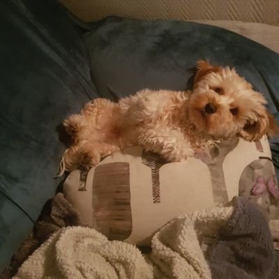 Préfère la compagnie des animaux à celle des humains.
Ne me faites pas de demande de suivi juste pour avoir une abonnée de plus.