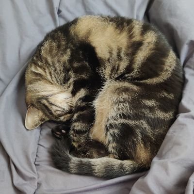 SimonPal_'s profile picture. Le cynisme est la seule réponse raisonnable aux bouffonneries de l'humanité. 
(T. Pratchett)