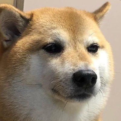 darudura's profile picture. Please, do not follow me.