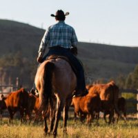 rancher.lens #STEER (@rancher281) Twitter profile photo