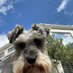 Phoebe M Schnauzer (@p_birtwell) Twitter profile photo