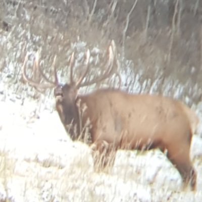rutting_elk Profile Picture