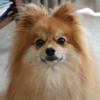 ふく助@おとぼけポメ (@fukusuke_pome_) 's Twitter Profile