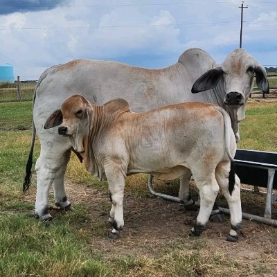 MkhontaWelile's profile picture. 