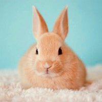 pinpin🐰🐶💙💛 (@usaginoheso) Twitter profile photo