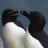 Pingouinpoli's profile image