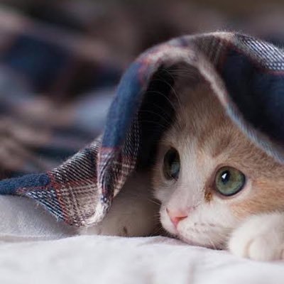 yuu_minihoku's profile picture. 