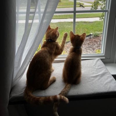 Ginger buddies that love to pounce sparkly puff balls! 🦎 patrol kitties! 🐈🐈