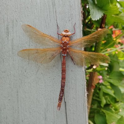 restoration & rewilding research @aberdeenuni @AbdnGeography @QUADRATdtp  🐛🐞🐦 🐪 💮 🌻 🌲 🐺 🦏 also on bsky 🦋