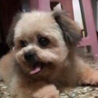 Wenling Yao (@wenlingyao2) 's Twitter Profile