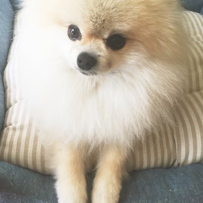 gmyadapyo's profile picture. 