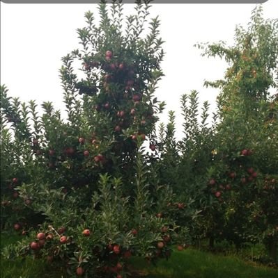 tufantasia2765's profile picture. 