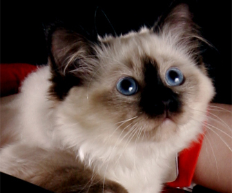 dominobirman's profile picture. Catman of @Milan_Tarot @LanaBozulic
#Sacred #Birman/Ja sam Domino mačak #SvetiBirman Tweet/DM for #breeding