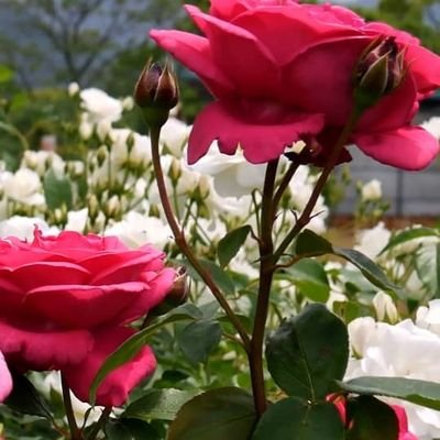 NazerAhmadi14's profile picture. Nur Frieden