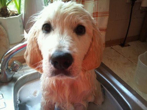 mammabear28's profile picture. 4 cubs that keep coming back to the den
typical bear tendancies,grumpy,hairy v protective of my cubs you touch them i bite your asses!!!