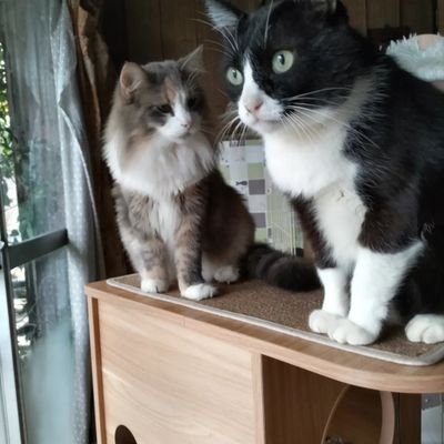 猫が大好き💜山本さん家の🐱💜野良出身ジェイJ君♂&ノルウェージャン芽衣ちゃん♀💜心理カウンセラー&アニマルコミュニケーター&保護活動修行中💜ジャニーズもハマってるけど、旅行も食べる事も大好き💜🍀エロ系❌勧誘😵💫一切お断り🍀