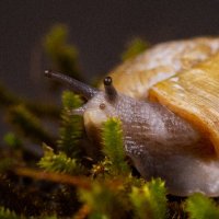 Chandler Olson (@chandlersnails) 's Twitter Profile Photo Chandler Olson (@chandlersnails) 's Twitter Profile Photo