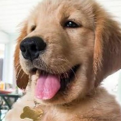 corgilover321's profile picture. 