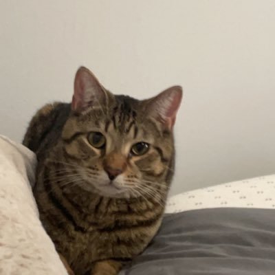 pawnlay3000's profile picture. The 2021 Pulitzer Prize Burner Account.