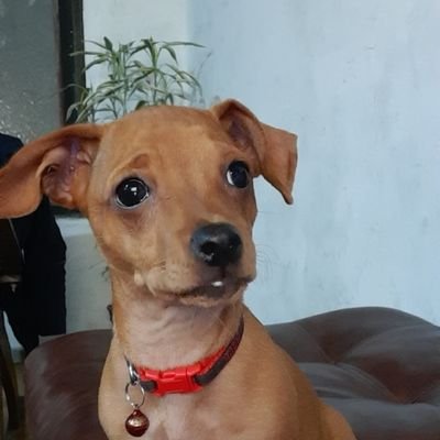 MauricioBauticx's profile picture. NA