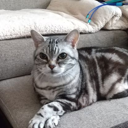 seiko_6491's profile picture. TwitterやInstagramにアカウントはあるものの実際は発信することなくあちこち眺めてる専門です。推しは F(#7#23)とBs(#37)。猫と、スピッツが好き。無言フォロー、リポストのご無礼お許しください。