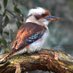 @OC_Kookaburra