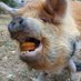 Rufus the Kunekune (@kunekunerufus) Twitter profile photo Rufus the Kunekune (@kunekunerufus) Twitter profile photo