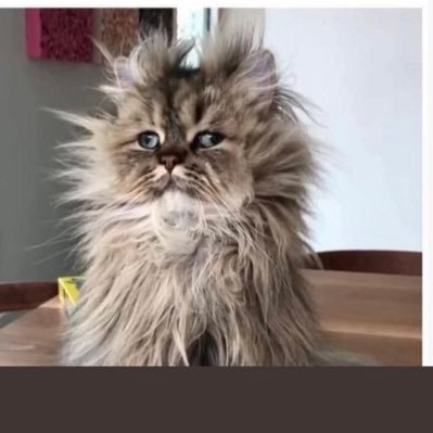 sophieParadis11's profile picture. 